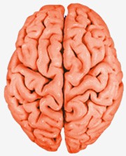 Способности человеческого мозга
