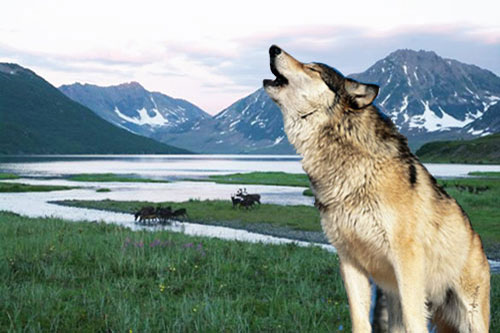 Волк на фоне северной природы