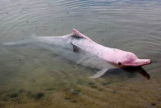 Дельфин реки Амазонки