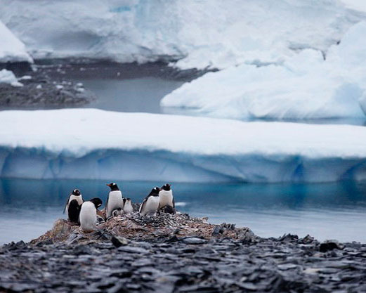 В Антарктиде температура повышается