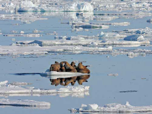 Фото моржей на льдине