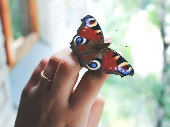 Бабочка на руке человека
