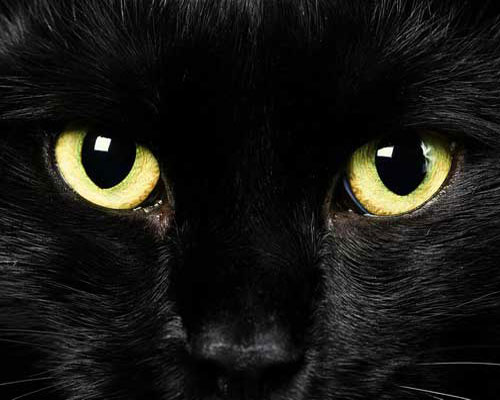 Чёрная кошка с зелёными глазами