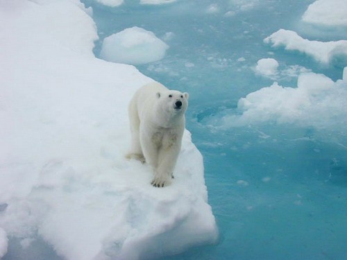 белый медведь на Чукотском море