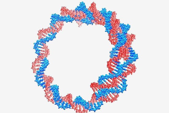 Изображение кольцевой молекулы ДНК