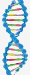 рисунок молекулы ДНК