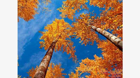 деревья осенью и небо