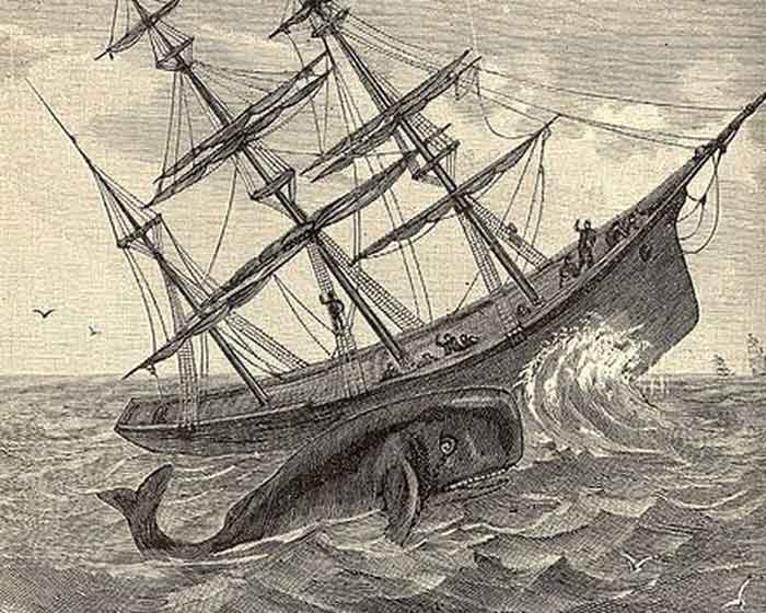 Кашалот топит китобойное судно