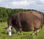Геномодифицированная корова
