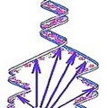 Воздействие Ультразвука на ДНК