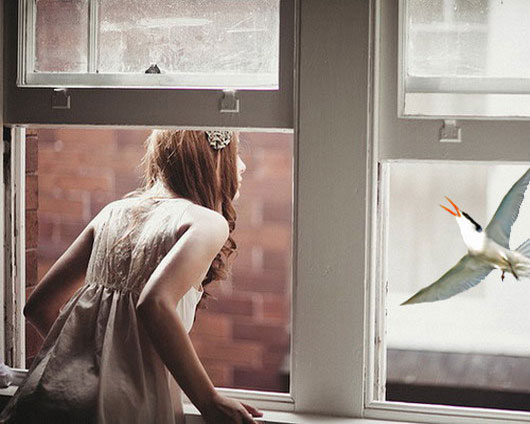 Птица возле окна