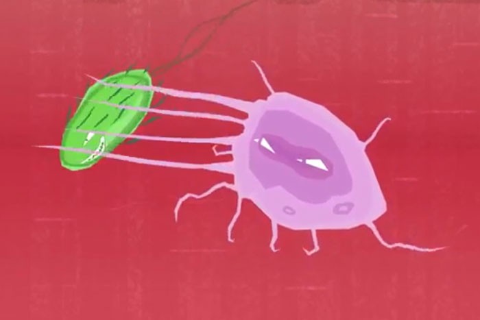 Макрофаги уничтожают бактерии