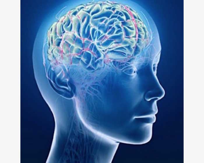 Мозг в голове человека
