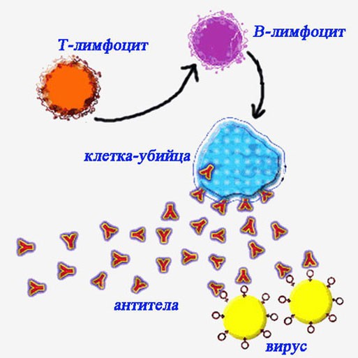 Рисунок, изображающий работу иммунной системы