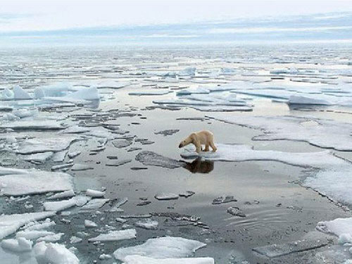 Белый медведь на льду Карского моря