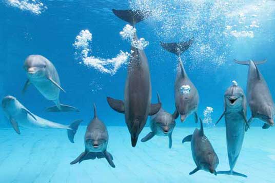 Девять дельфинов в воде