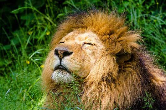 Царский характер: что делать, если ваш мужчина чувствует себя львом