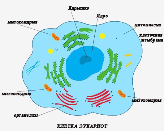 Схема клетки с эукариот