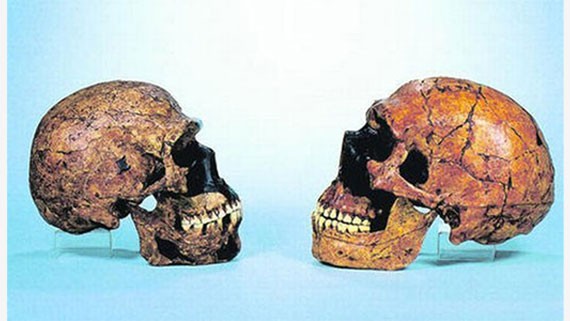 Череп кроманьонца и неандертальца