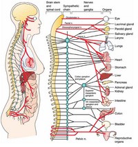 Схема нервной системы