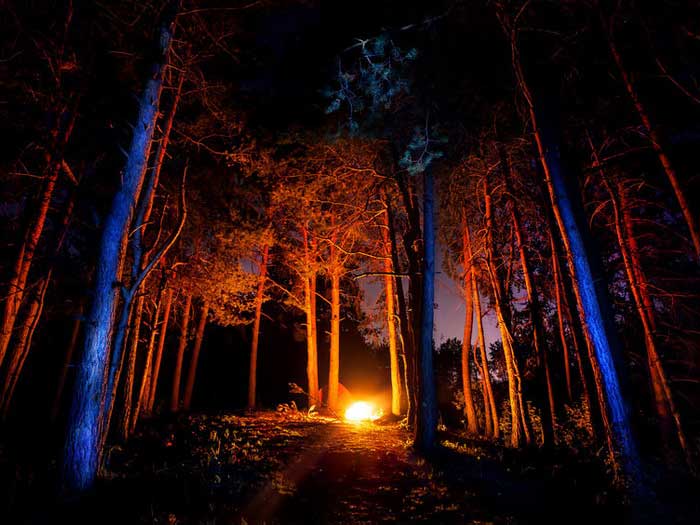 Ночная встреча в лесу