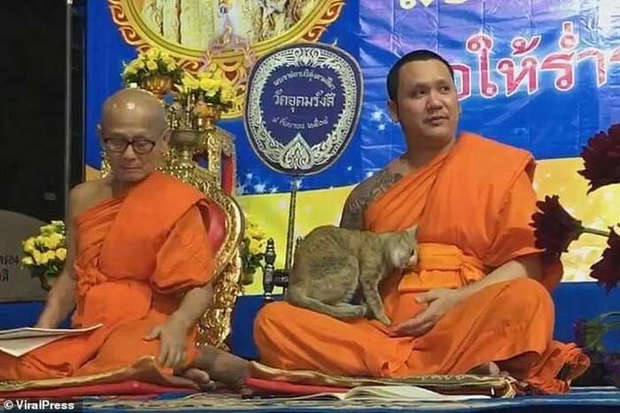 буддийский монах и кошка