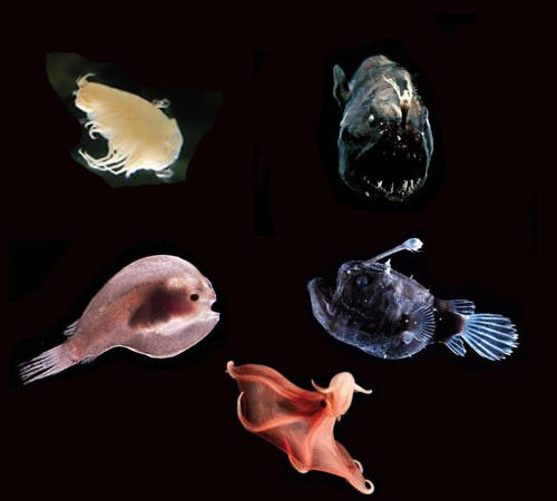 Глубоководные рыбы Тихого океана