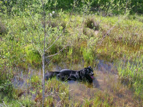 Собака в болоте