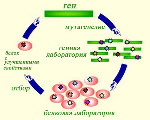 Схема функционирования белковой инженерии