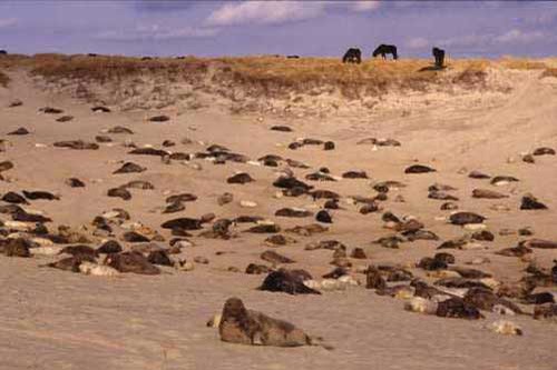 Морские котики устроили лежбище на острове Сейбл