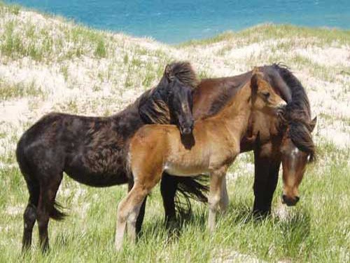 Дикие лошади, живущие на острове Сейбл