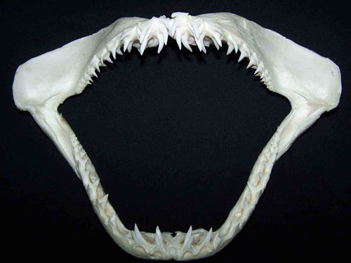 Фотография челюстей акулы