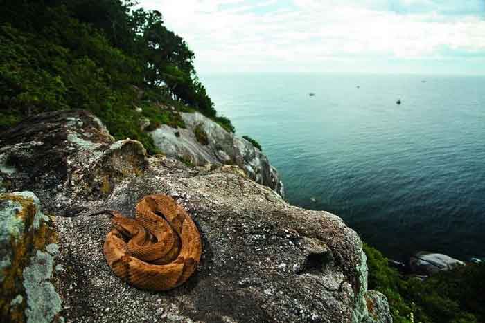 Змея на камне на Змеином острове