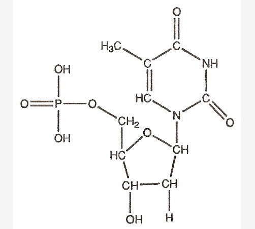 Химическое строение тиминового нуклеотида