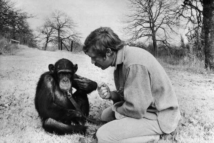 Человек общается с обезьяной