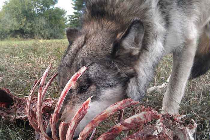 Волк поедает добычу