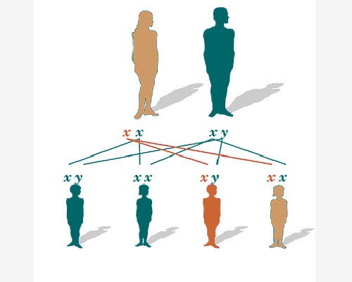 Х и У хромосомы у родителей и их детей